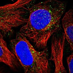 NSUN7 Antibody, Novus Biologicals 25 &mu;L, Unlabeled:Antibodies, Polyclonal